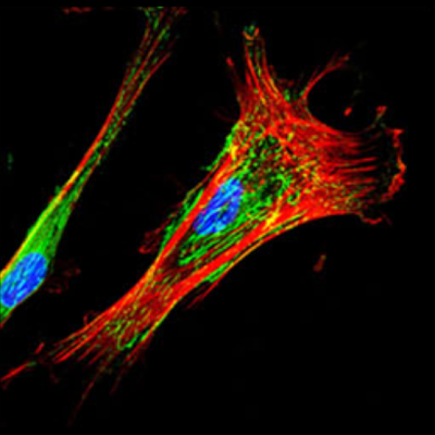 Caratterizzazione biofisica