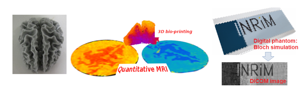 Phantom per Imaging a Risonanza Magnetica wide