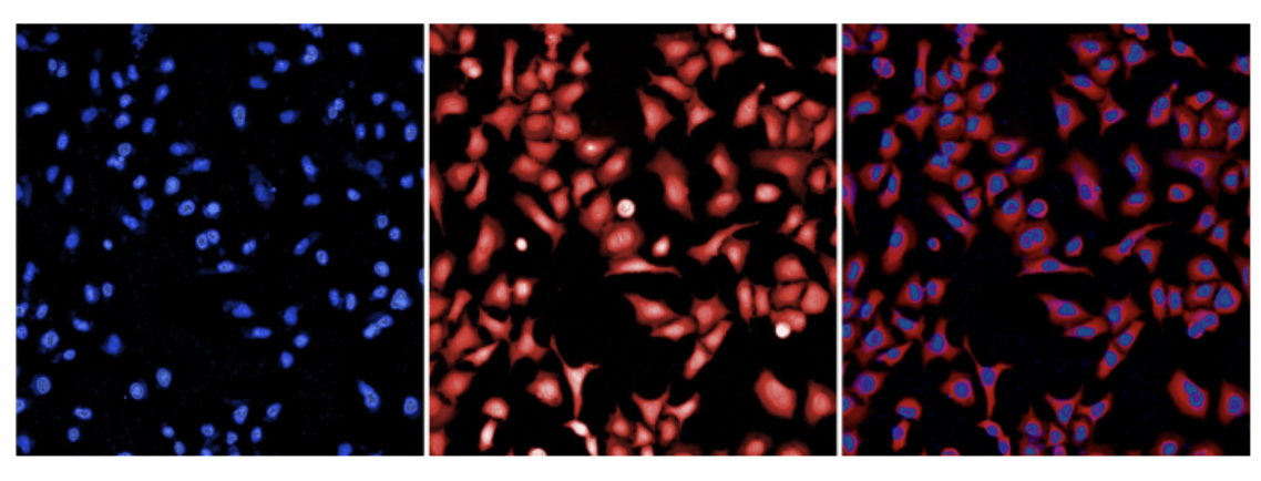 Quantificazione di biomarcatori molecolari e cellulari